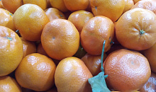 Мандариновый бум: на Кубань завезли более 12 тысяч тонн новогодних фруктов