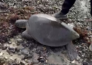 Экзотическую морскую черепаху из тропиков ищут в Туапсинском округе