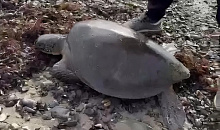 Экзотическую морскую черепаху из тропиков ищут в Туапсинском округе