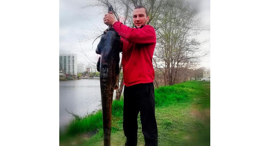 Житель Краснодара поймал огромного сома в Карасунском озере (ВИДЕО)
