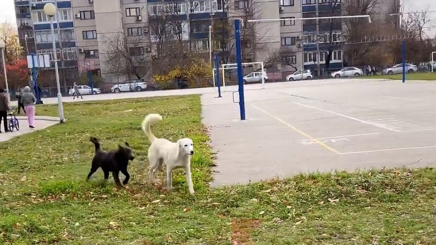В Краснодаре бродячая собака набросилась на ребенка возле школы