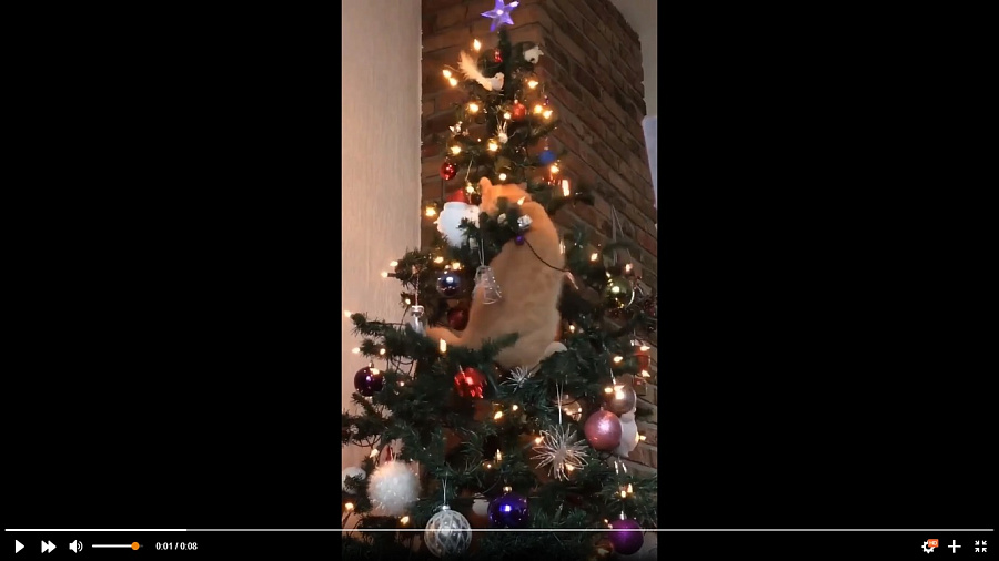 Видео с карабкающимся на вершину рождественской ели котом развеселило Сеть