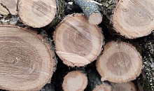 Таможенники Краснодара выявили контрабанду леса на 19 млн рублей