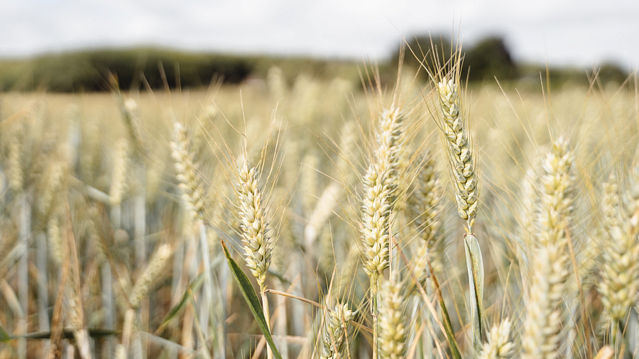 Краснодарский край экспортирует 70 процентов зерна из рекордного урожая-2021