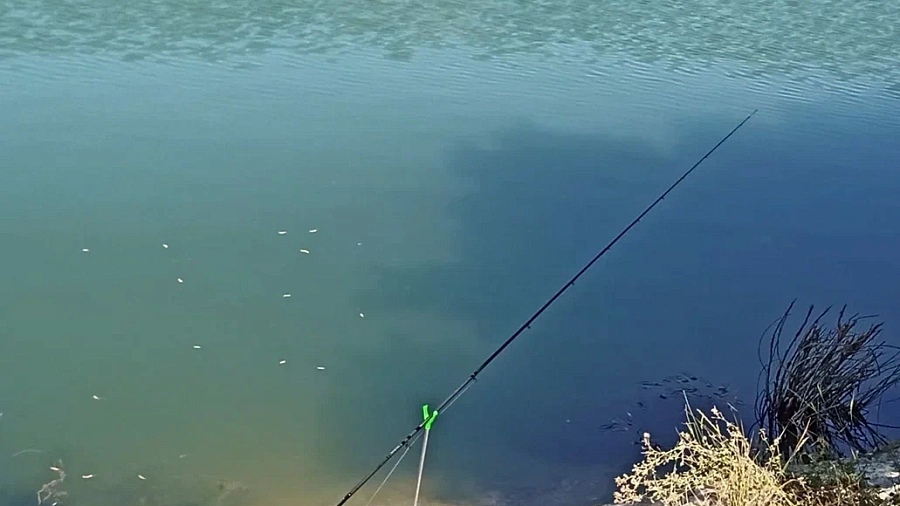 Прокуратура взялась за гибель тарани в Щербиновском районе