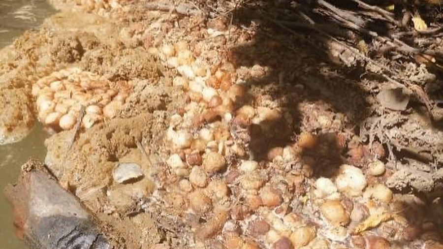 Тонны гниющего сыра обнаружили на берегу реки в Адыгее. Видео