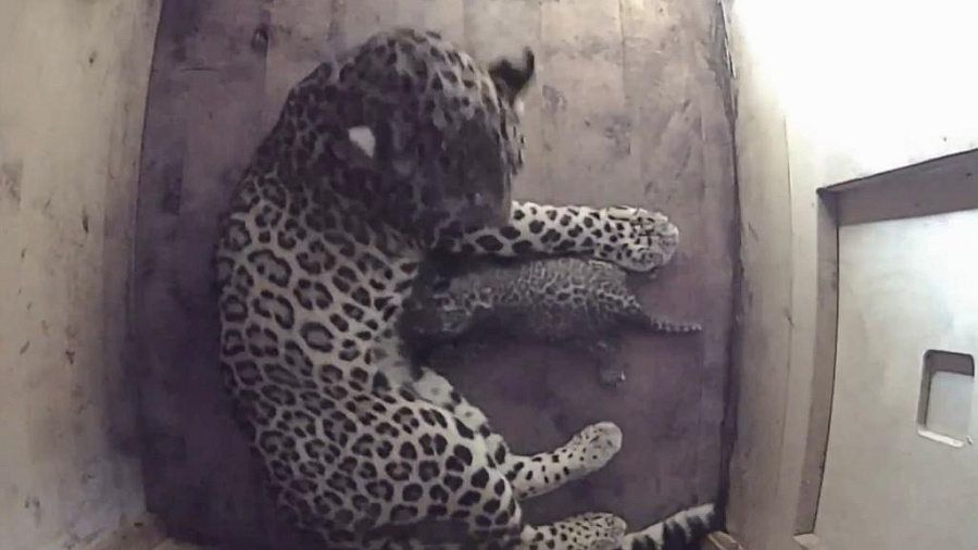 Для родившегося в Сочи котенка переднеазиатского леопарда выбирают имя