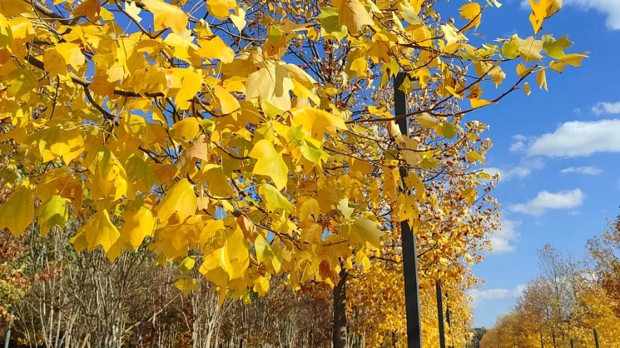 Бабье лето на Кубани продержится до конца недели