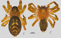 В Краснодарском крае впервые нашли самку редкого паука, обитающего в Турции