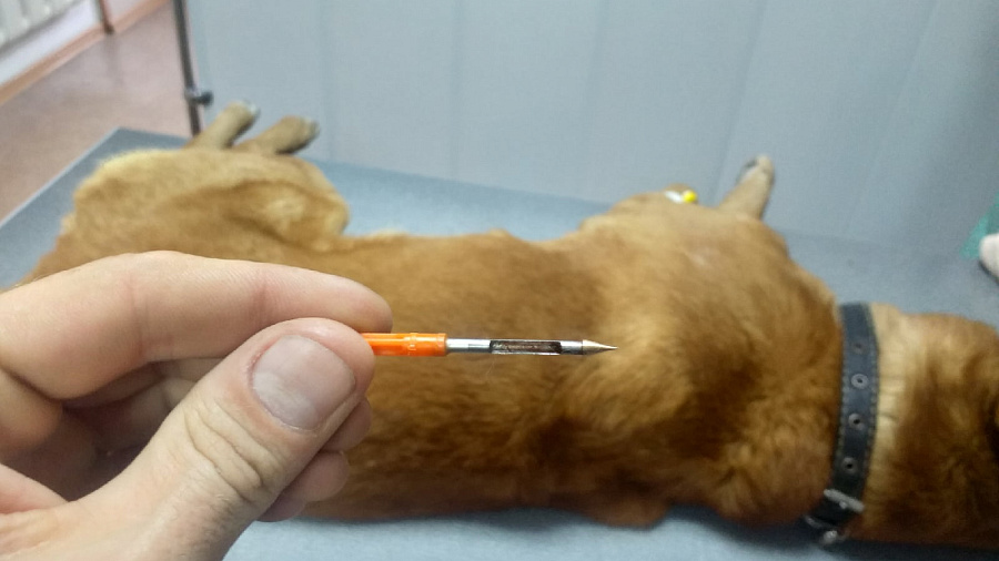 В Новороссийске догхантер подстрелил пса дротиком с редким лекарством 