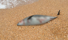 Прокуратура Кубани начала проверку массовой гибели дельфинов на побережье Анапы