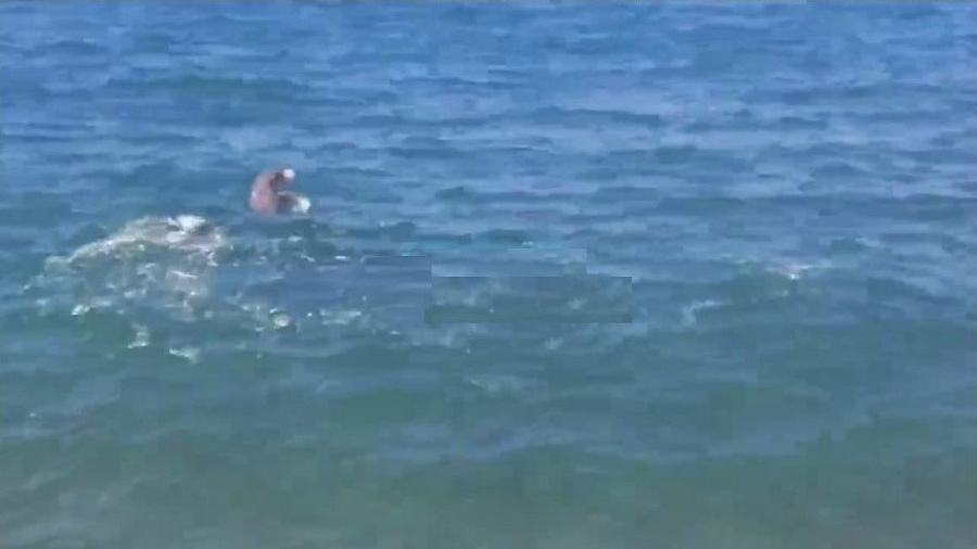В Анапе сняли на видео дельфинов, играющих с медузами в «волейбол»