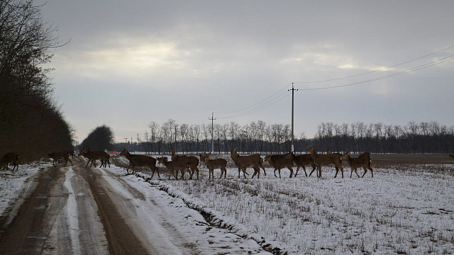 Стадо диких оленей заметили на дороге в Краснодарском крае