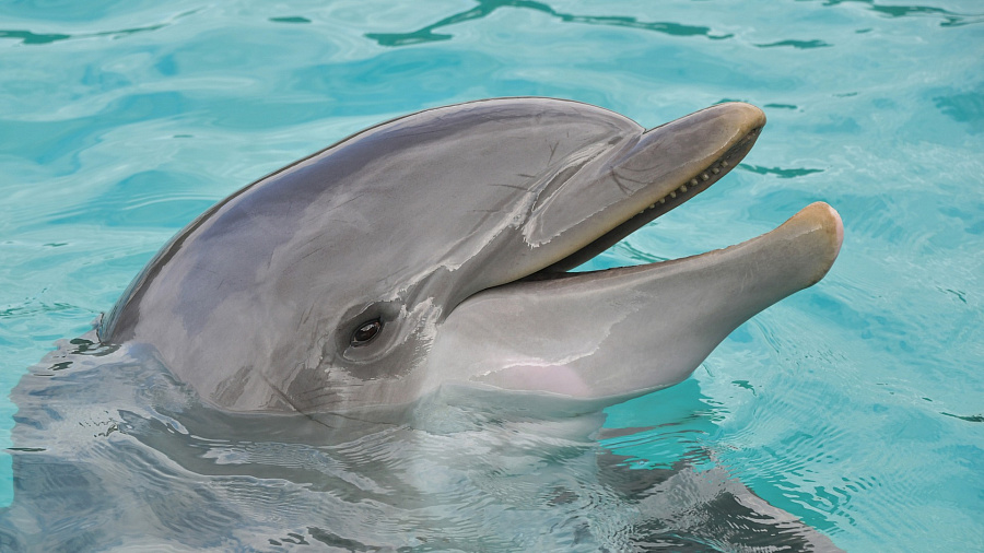 В Краснодарском крае к берегу прибился пострадавший дельфин, а спасатели вернули его в море (ВИДЕО)