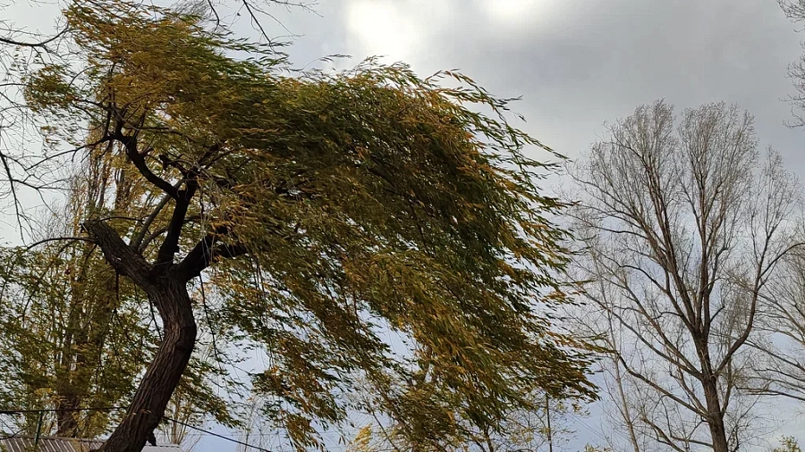 В Краснодаре ветер валит деревья на припаркованные автомобили