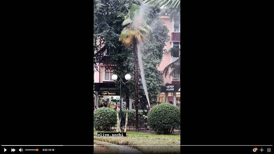 В Сочи сняли на видео горящую в центре города пальму