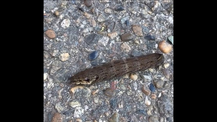 «Что ты такое?»: загадочное коричневое насекомое сняла на видео жительница Краснодара