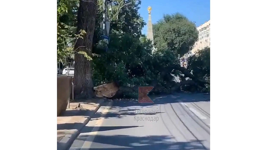 В Краснодаре огромное дерево упало на проезжую часть рядом с мэрией города