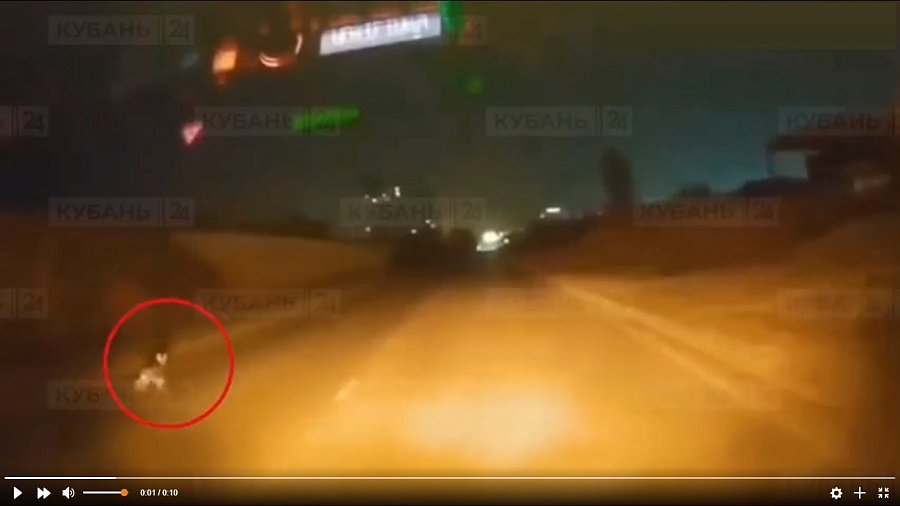 Бегущего по дороге наперегонки с машиной зайца сняли на видео под Анапой