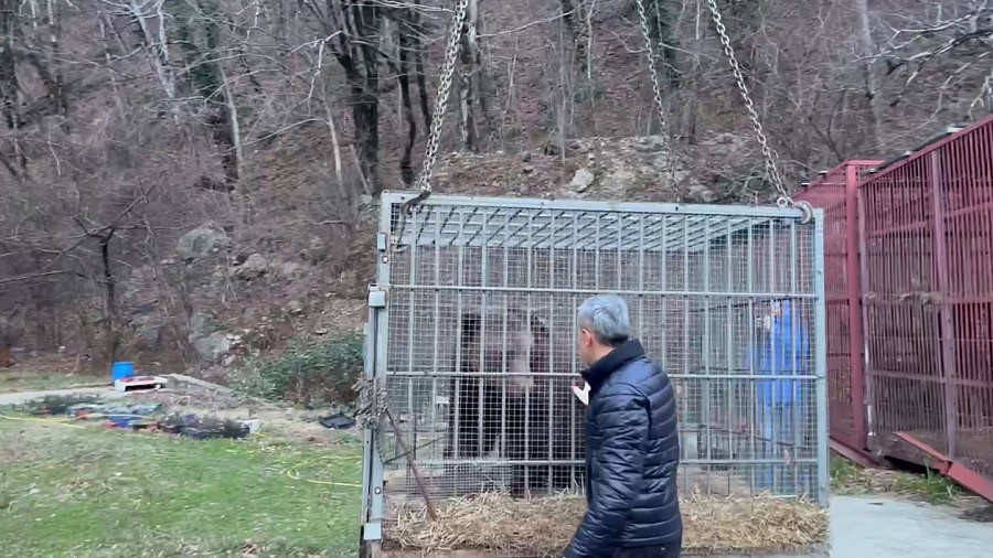 Медведь Винни, спасенный из заброшенного сафари-парка, переезжает в Красную Поляну