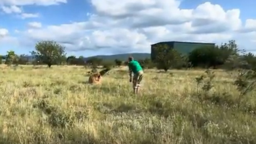 В сети появилось видео последних минут перед нападением льва на Олега Зубкова