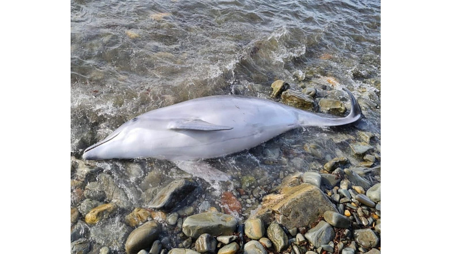 В Новороссийске и Анапе на берегу Черного моря обнаружили тела двух дельфинов
