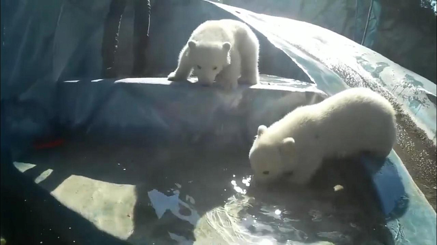 В Сафари-парке Геленджика показали первое купание белых медвежат в бассейне (ВИДЕО)