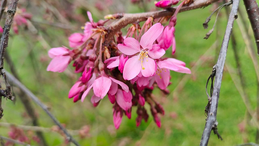 В Сочинском национальном парке началось цветение розовой и белой сакуры