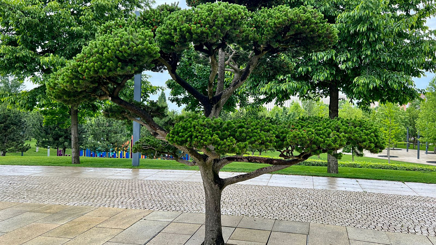 В Краснодаре и крае в середине рабочей недели прогнозируют переменчивую погоду: дожди с мокрым снегом, заморозки и порывистый ветер