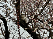 Новая «Volga K50»: характеристики, цена и дата начала продаж