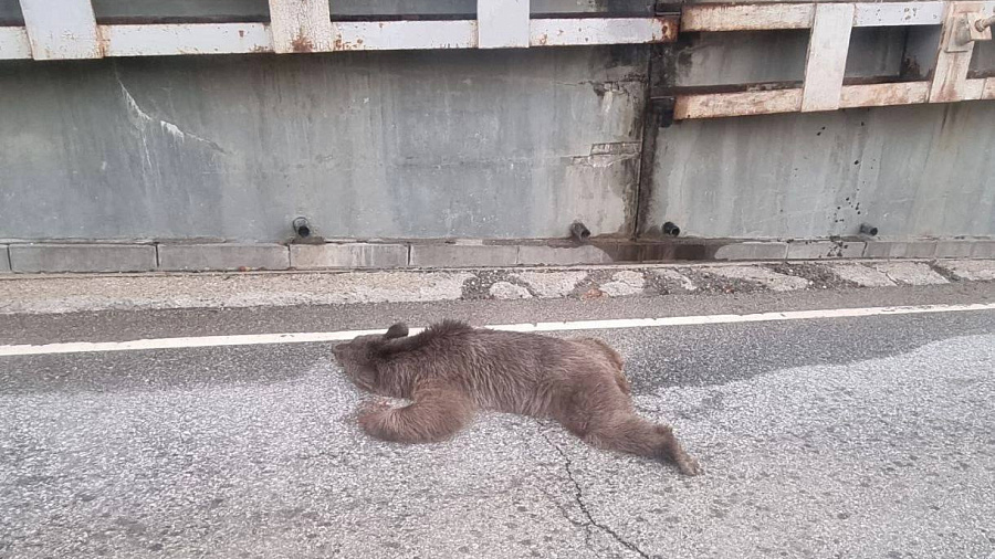 В Сочи медведица сорвалась с 12-метровой высоты на дорогу и погибла