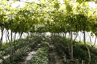 Фонд развития промышленности Краснодарского края — драйвер промышленного развития региона