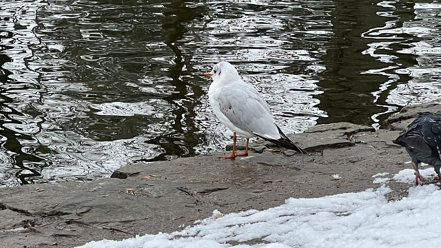В Краснодаре и крае в конце рабочей недели сохранятся сложные погодные условия:  сильный мороз, гололед и порывистый ветер