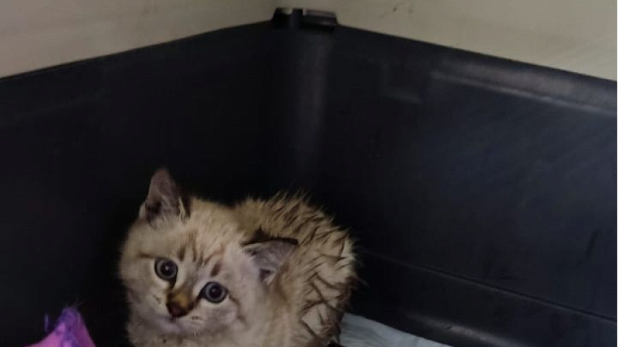 В Новороссийске спасли котенка из заточения в колодце