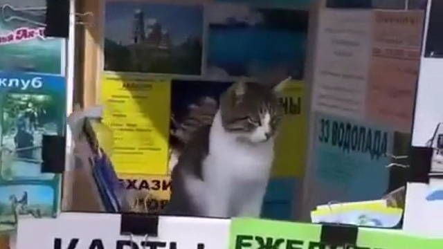 Кот, продающий билеты для туристических прогулок в Сочи, умилил пользователей Сети