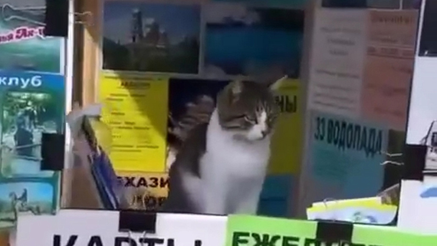 Кот, продающий билеты для туристических прогулок в Сочи, умилил пользователей Сети