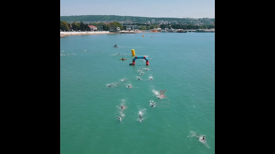 В Геленджике команда триатлонистов спасла дельфина