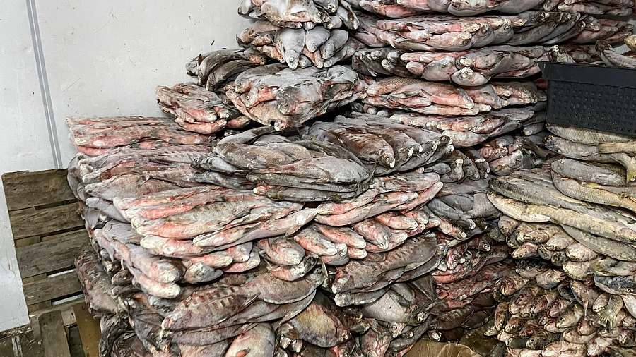 В Тимашевском районе изъяли свыше 12 тонн замороженной рыбы