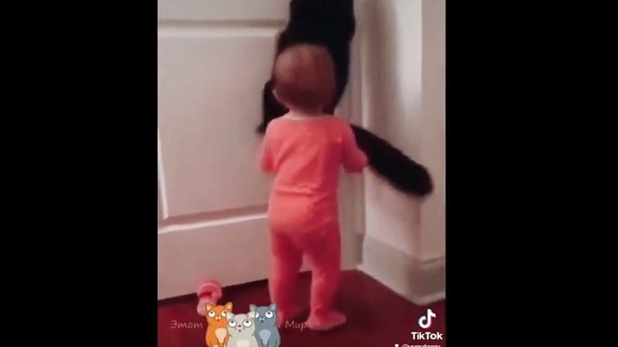 Кот, открывший дверь малышу, восхитил пользователей Сети