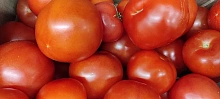 20 тонн египетских помидоров уничтожили на Кубани из-за опасного вируса
