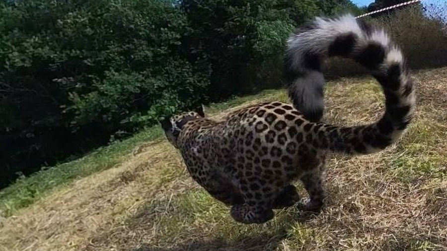 «Успешно охотится на копытных и избегает встреч с человеком»: ученые рассказали о первом месяце жизни в дикой природе сочинского леопарда Чилмаса