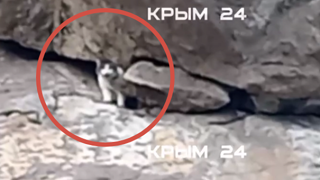 Кошке Мусе, сброшенной со смотровой площадки «Ласточкиного гнезда» в Крыму, удалось выжить 
