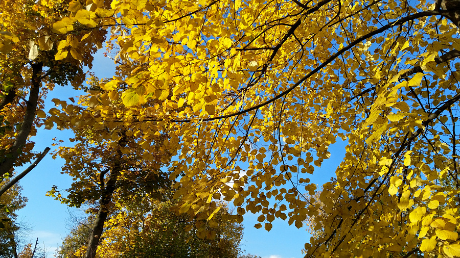 В последний день октября жителей Кубани погода порадует теплом