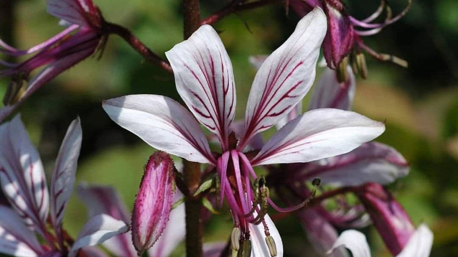 В горах Сочи распустился один из самых ядовитых цветков на Кавказе