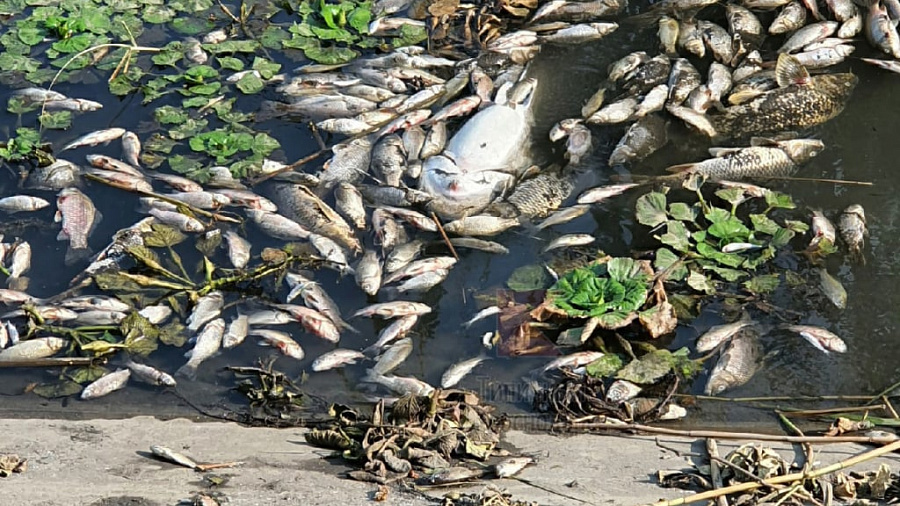 Жители Краснодара зафиксировали массовую гибель рыбы в Карасунском озере (ФОТО)