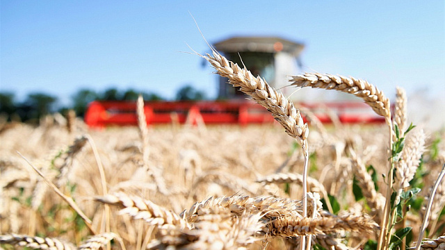 Всему голова. Как в Краснодарском крае проходит уборка зерна