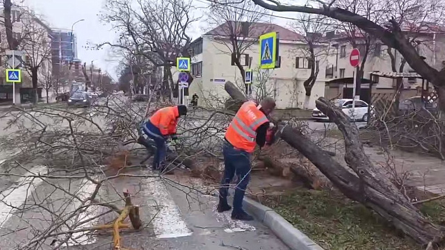 Ураганный ветер повалил деревья и вызвал массовые отключения света в Анапе