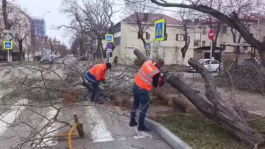 Ураганный ветер повалил деревья и вызвал массовые отключения света в Анапе