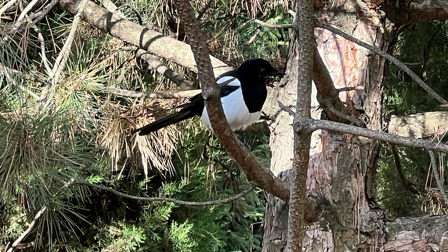 В Краснодаре и крае 6 февраля погода будет контрастной: туман, гололедица, преобладание солнца и сильный ветер