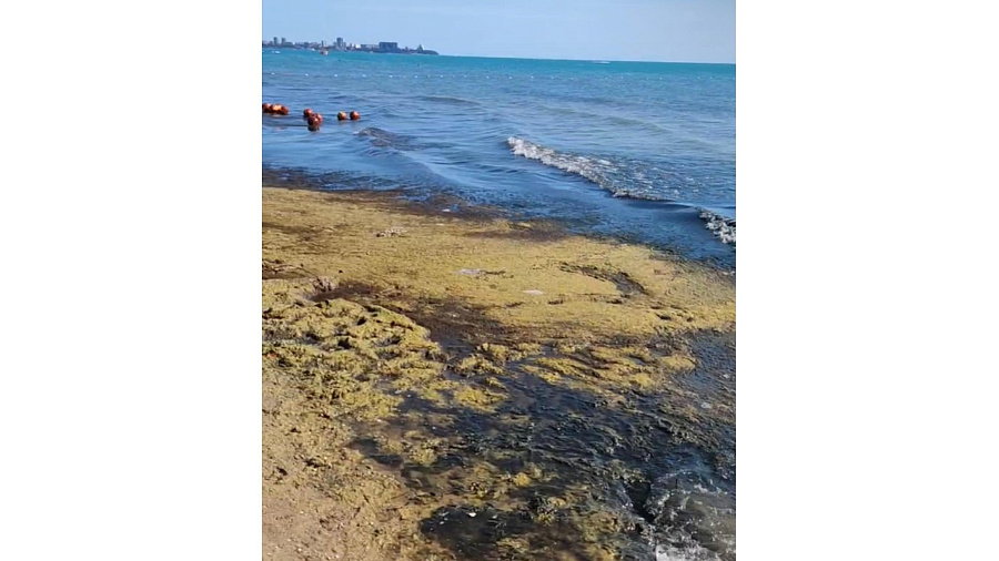 Море, как нефть, куча мошки и смрад. Жители Анапы рассказали, какие проблемы появились на пляжах из-за неубранной камки